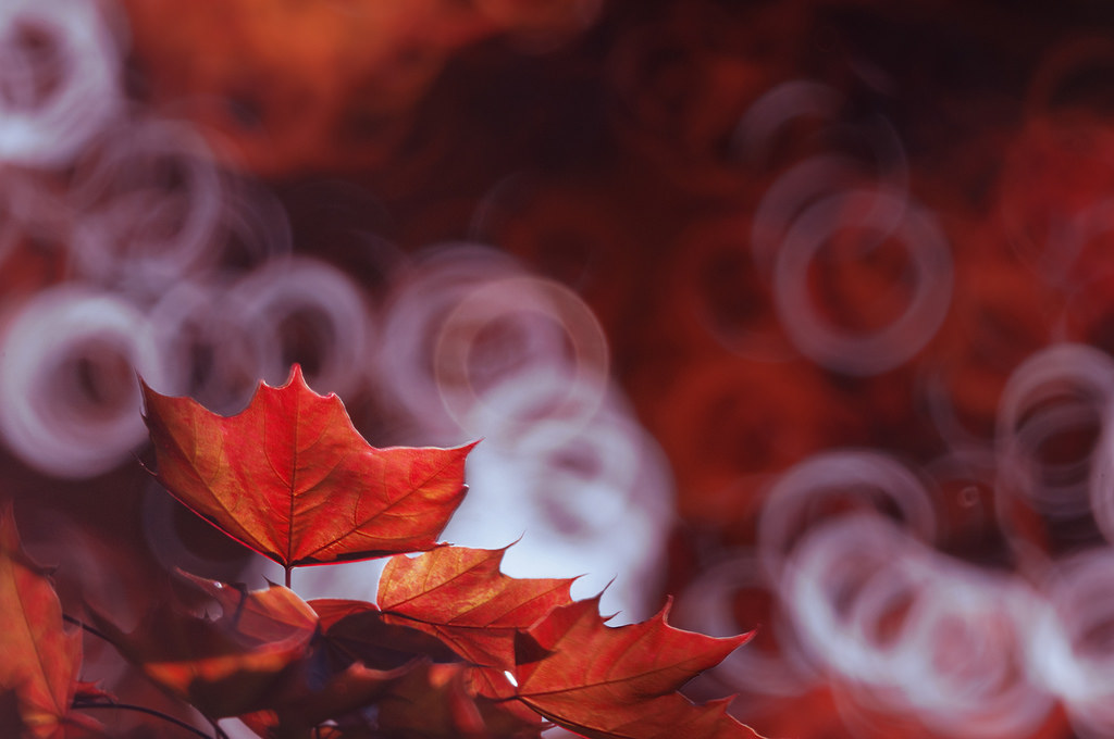 37985046945_9202c02282_b