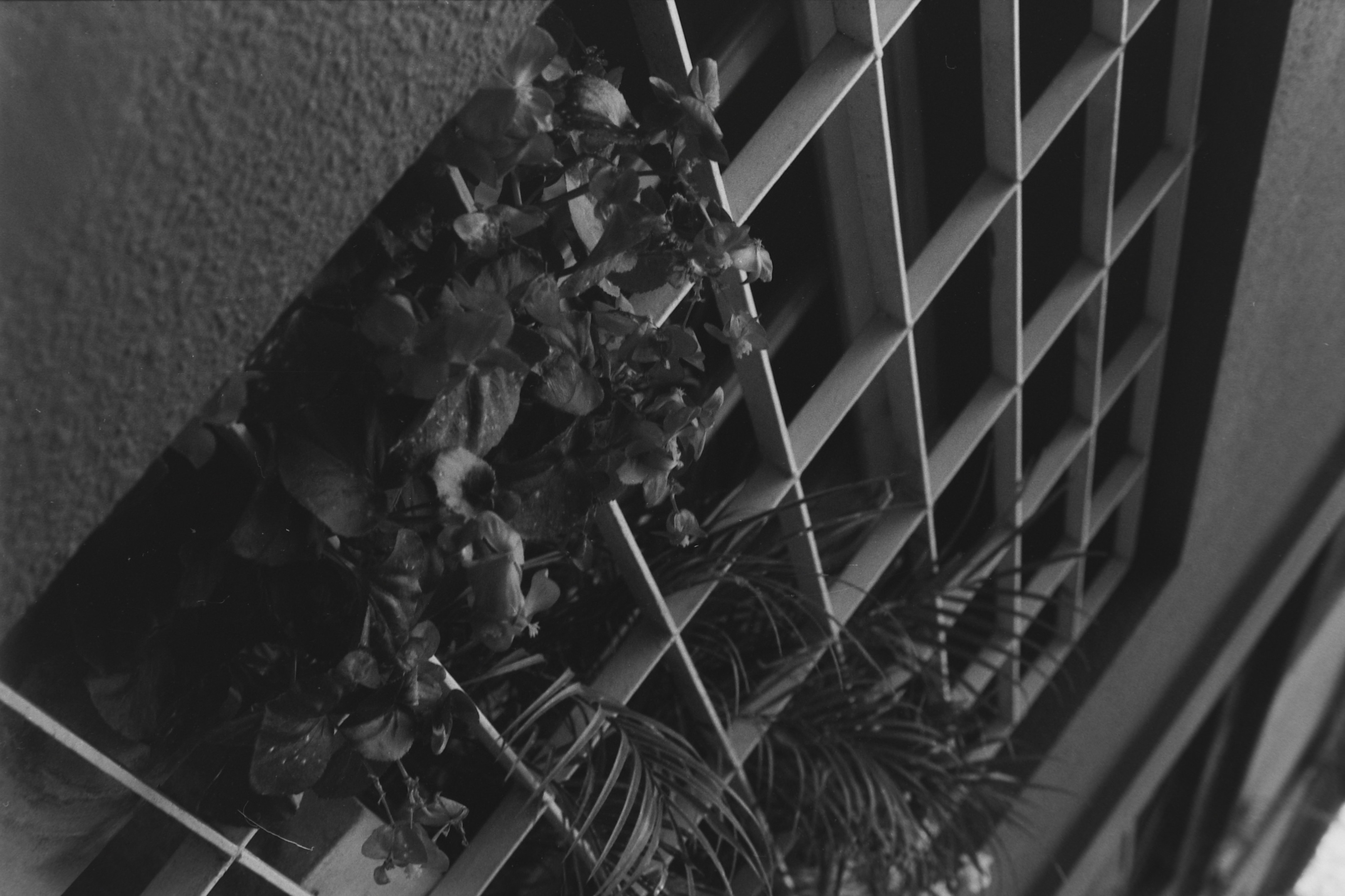 Analógicas: La reja